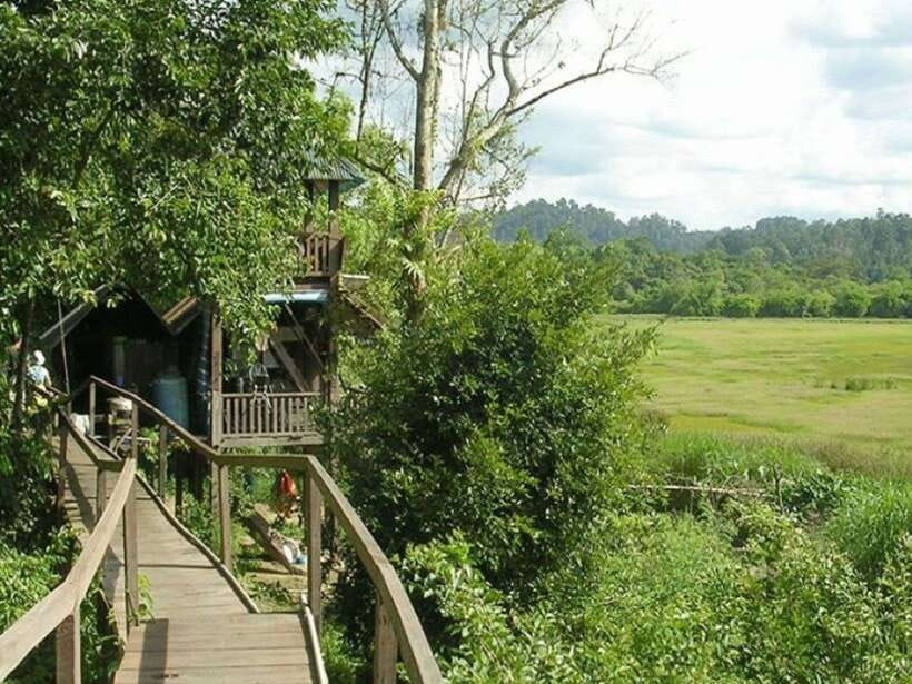 Dalat to Cat Tien National Park & Ho Chi Minh (2 or 3 Days) - Day 1 in Cat Tien: 5 km Forest Walk on the First Day