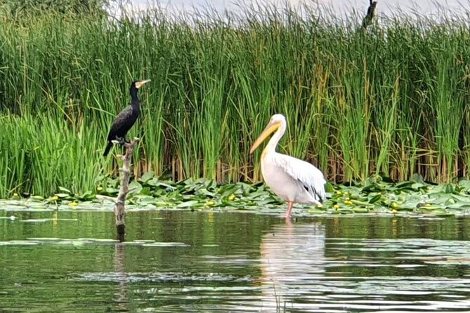 Danube Delta - Private Tour with Boat Trip & Traditional Lunch - Traditional lunch in the Delta region: what you’re paying for