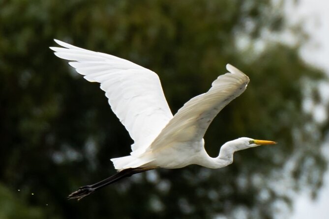 Danube Delta - Private Tour with Boat Trip & Traditional Lunch - Guides, customization, and private-ride comfort