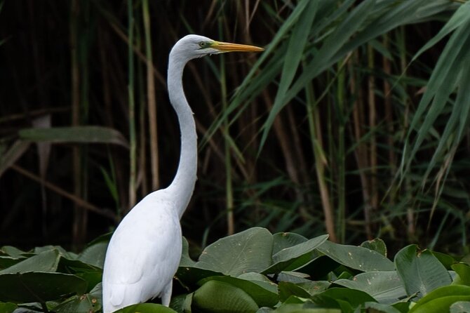 Danube Delta - Private Tour with Boat Trip & Traditional Lunch - Who this tour suits best (and who should pick something else)