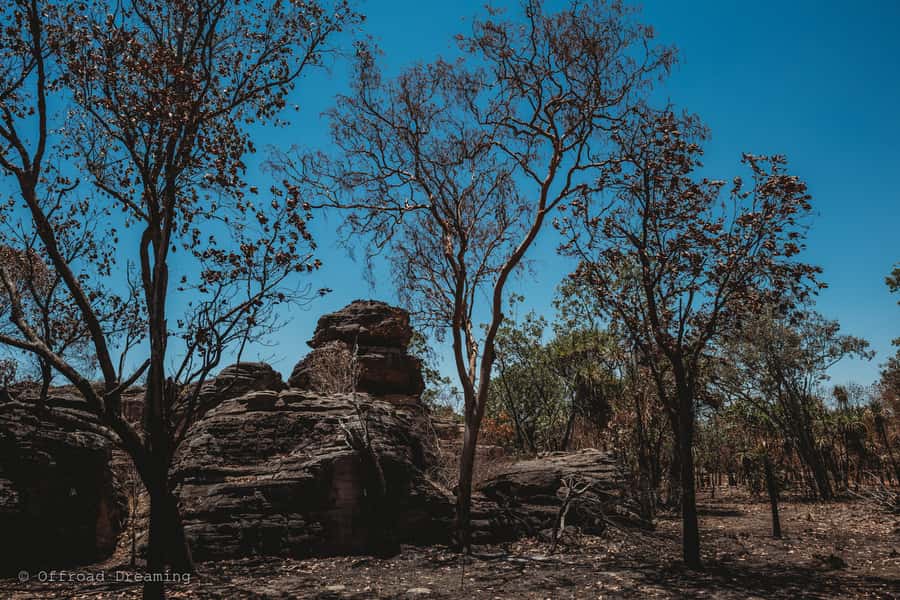 Darwin: Kakadu National Park Day Tour with Lunch - East Alligator River Cruise: Crocodiles, Bush Life, and Arnhem Land Stories