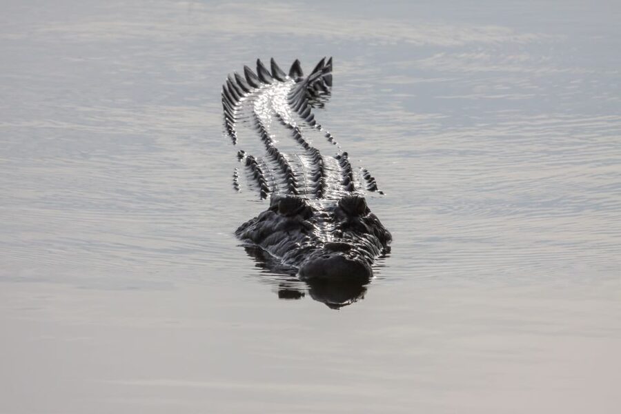Darwin: Kakadu National Park Day Trip - Yellow Water Billabong Cruise: Birds, Crocs, and Wet-Season Motion