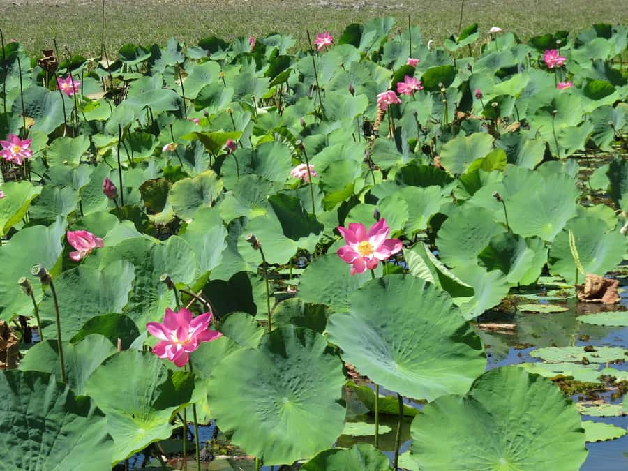Darwin: Kakadu National Park Day Trip - Lunch at Barra Bar and Bistro: Fuel for the Cultural Stop