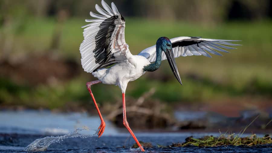 Darwin: Kakadu National Park, Yellow Water River Cruise - Key things that make this Kakadu day tour special