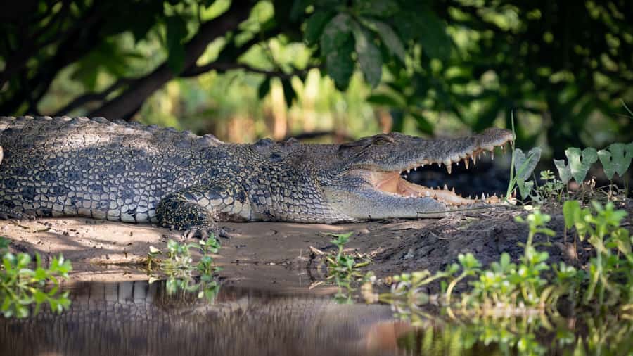 Darwin: Kakadu National Park, Yellow Water River Cruise - Bird Hide at the wetlands: how to spot jabiru without rushing