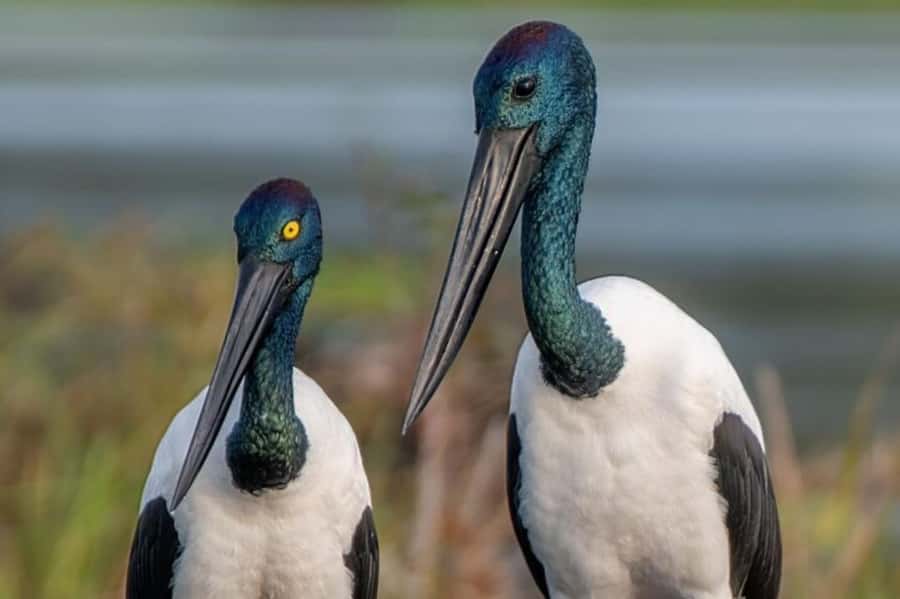 Darwin: Kakadu National Park, Yellow Water River Cruise - Who this Kakadu day tour fits best