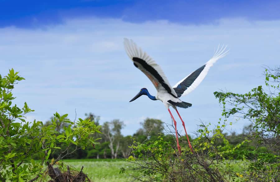 Darwin: Kakadu National Park, Yellow Water River Cruise - Should you book this Kakadu day tour?