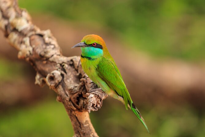 Day Excursion at Udawalawe National Park From Galle - Price and value from Galle: what you’re paying for at $175
