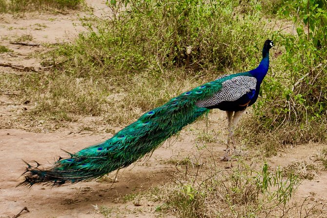 Day Excursion at Udawalawe National Park From Galle - Who should book this safari from Galle (and who should skip it)