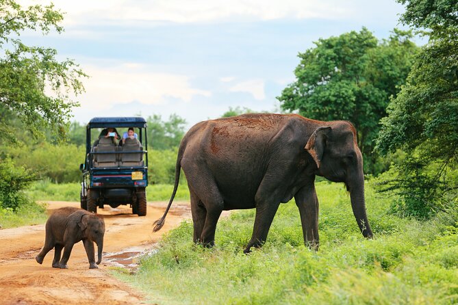 Day Excursion at Udawalawe National Park From Galle - Udawalawe Trails: sounds that make the park feel alive
