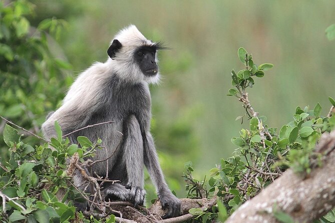 Day Excursion to Yala National Park From Colombo - Road Trip Stops: Bentota, Hikkaduwa, Galle, and Matara