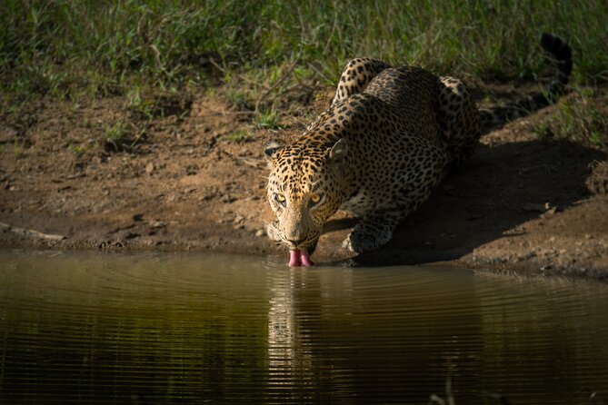 Day Excursion to Yala National Park From Colombo - Leopard Chances and Jeep Reality: How to Get Better Spotting