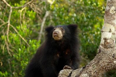Day Excursion to Yala National Park From Colombo - Yala National Park Safari: What the Off-Road Time Is Really For