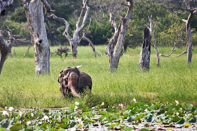 Day Excursion to Yala National Park From Colombo - Price and Value: How the $133 Ticket Really Works