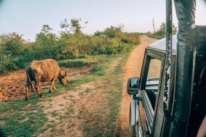 Day Excursion to Yala National Park From Colombo - Who This Day Trip Is Best For