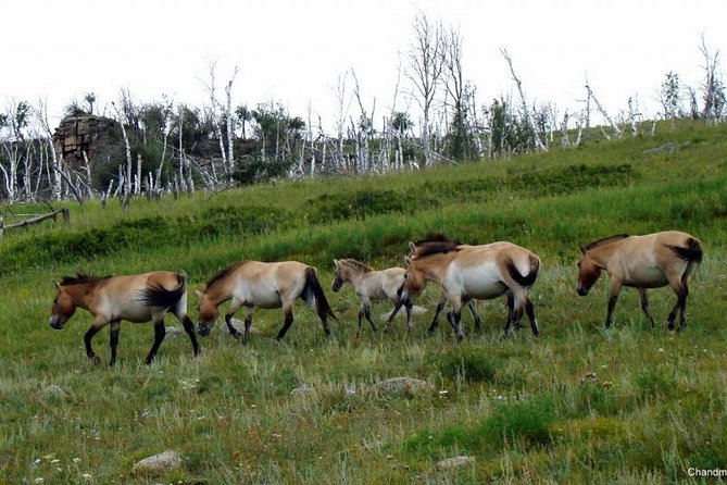 Day Tour of Hustai National Park - Getting From Ulaanbaatar to Hustai National Park (and What the Drive Really Means)