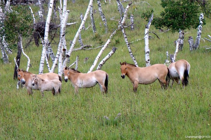 Day Tour of Hustai National Park - Exploring the Park: Scenery, Birds, Marmots, and Quick Photo Stops