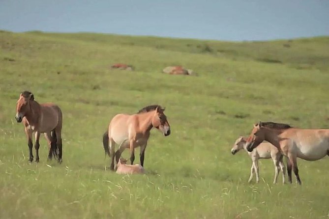 Day Tour of Hustai National Park - Guides, Drivers, and Communication: What Quality Looks Like