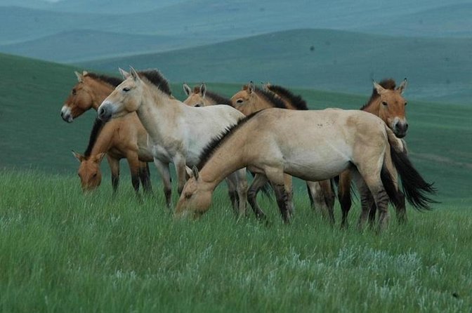 Day Tour of Hustai National Park - The Wild Horse Mission: What You Can Expect to See