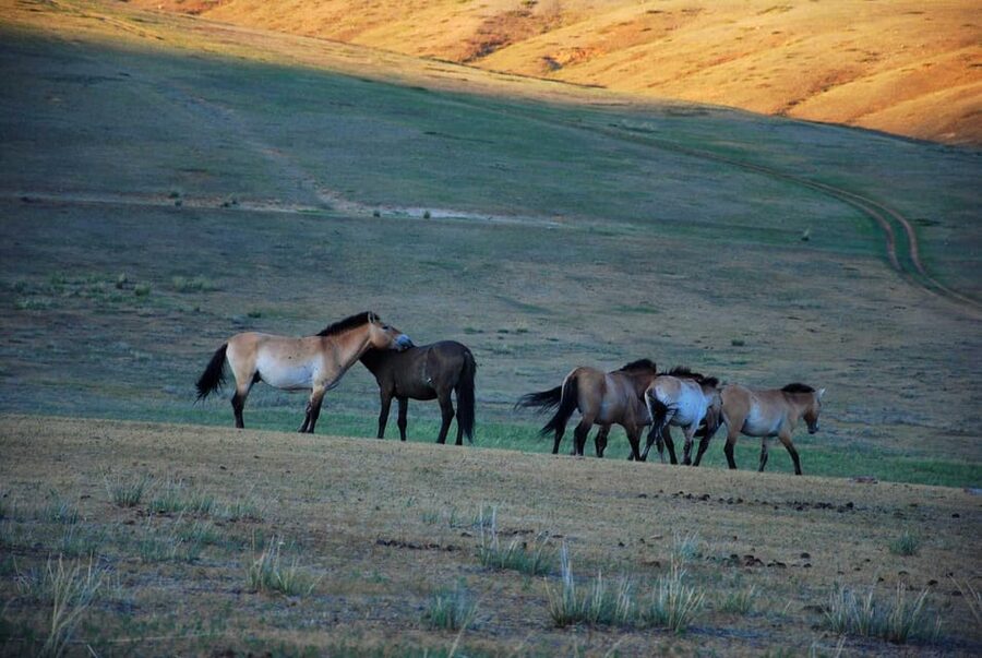 Day tour to Hustai national park - A fast, wildlife-focused day from Töv to Hustai