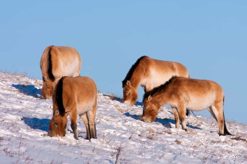Day tour to Hustai national park - Hustai National Park: Przewalski’s horses, deer, marmots, and birds