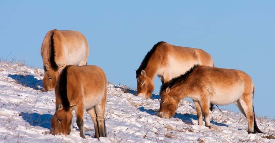Day tour to Hustai national park - Binoculars and patience: how to spot wildlife without frustration