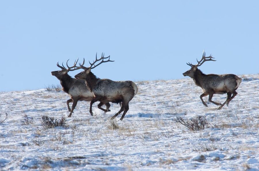 Day tour to Hustai national park - What this tour feels like on the ground