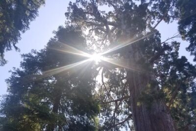 Day Tour to Kings Canyon National Park - Grant Grove: the giant sequoias stop that feels like a map