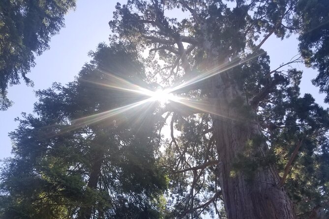 Day Tour to Kings Canyon National Park - Grant Grove: the giant sequoias stop that feels like a map