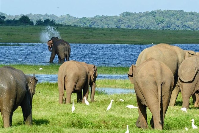 Day tour to Minneriya National Park,Sigiriya & Dambulla from Kandy - Key Things I’d Plan For