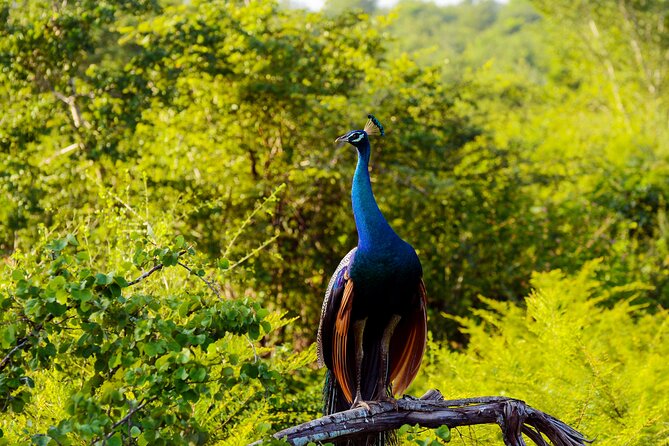 Day tour to Minneriya National Park,Sigiriya & Dambulla from Kandy - Lunch and Timing: How This Day Keeps Moving