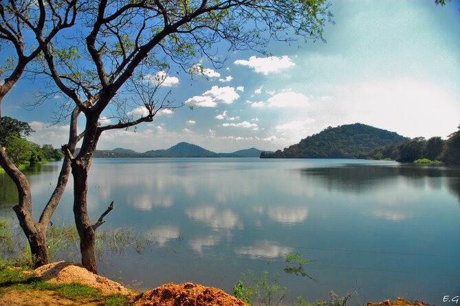 Day tour to Minneriya National Park,Sigiriya & Dambulla from Kandy - Minneriya National Park Safari: Elephants, Jeep Time, and Animal Luck
