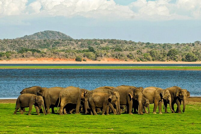 Day tour to Minneriya National Park,Sigiriya & Dambulla from Kandy - Price and Value: What You’ll Really Pay