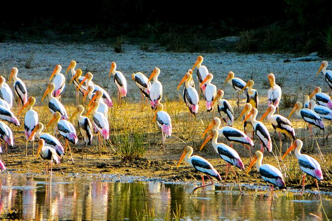 Day tour to Minneriya National Park,Sigiriya & Dambulla from Kandy - Your Driver and How to Think About the Guide