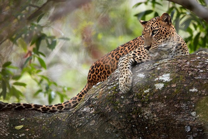 Day Tour to Wilpattu National Park from Colombo - 9:00 am from Colombo: the road trip that shapes your safari