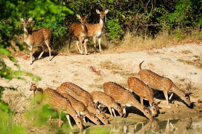 Day Tour to Wilpattu National Park from Colombo - What’s included (and what can cost extra): value math for $150