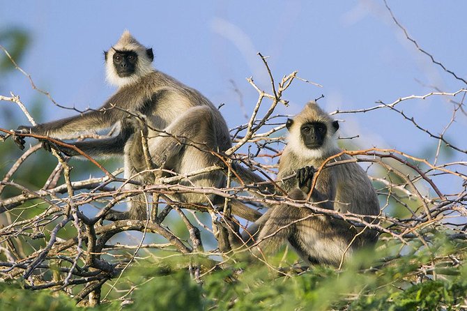 Day Tour to Wilpattu National Park from Colombo - Packing and comfort essentials for Wilpattu safari success