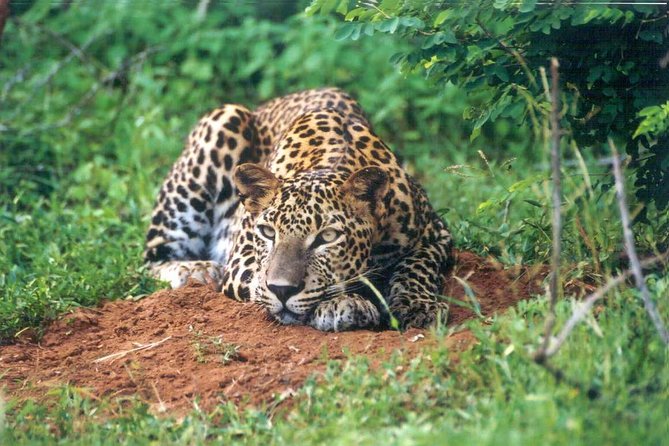 Day Tour to Wilpattu National Park from Colombo - Weather, wildlife expectations, and why mornings matter