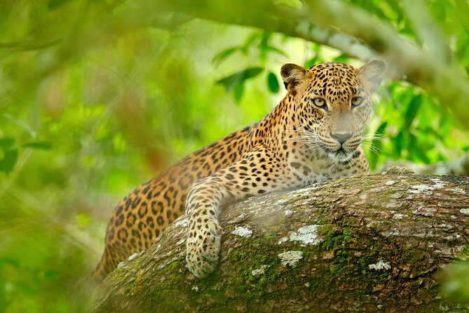 Day Tour to Wilpattu National Park from Colombo - Wilpattu National Park: natural lakes and big-animal country