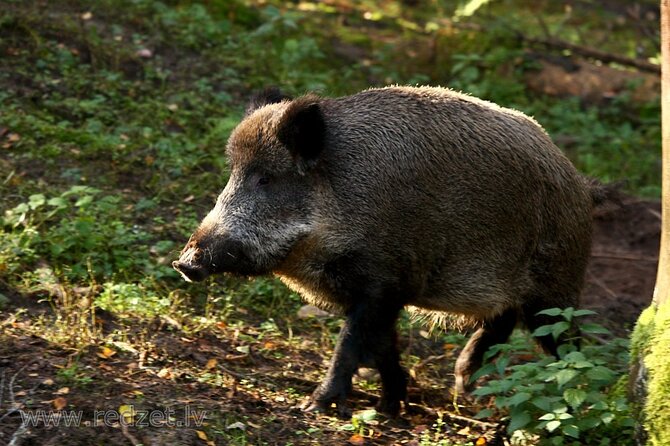 Day trip to Gauja National Park: animals, castles and a cave - Key highlights you’ll feel in your day