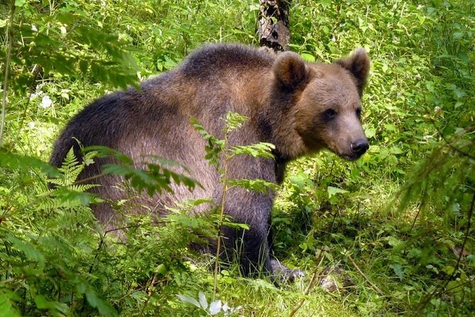 Day trip to Gauja National Park: animals, castles and a cave - Ligatne’s papermill village vibe: old industry, still readable today