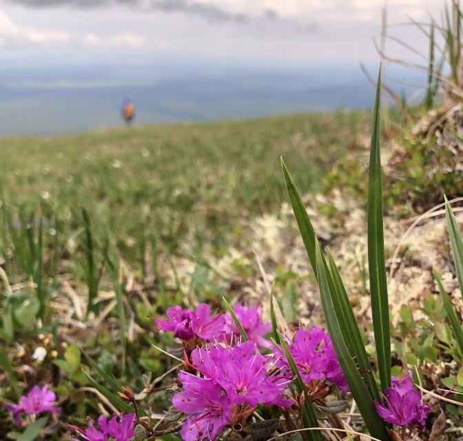 Denali: Denali National Park Walking Tour - Inside vs outside Denali National Park: why that can affect your expectations