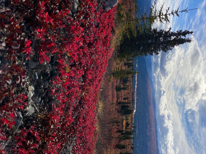 Denali: Denali National Park Walking Tour - Weather-ready gear: what’s included and what you should bring anyway