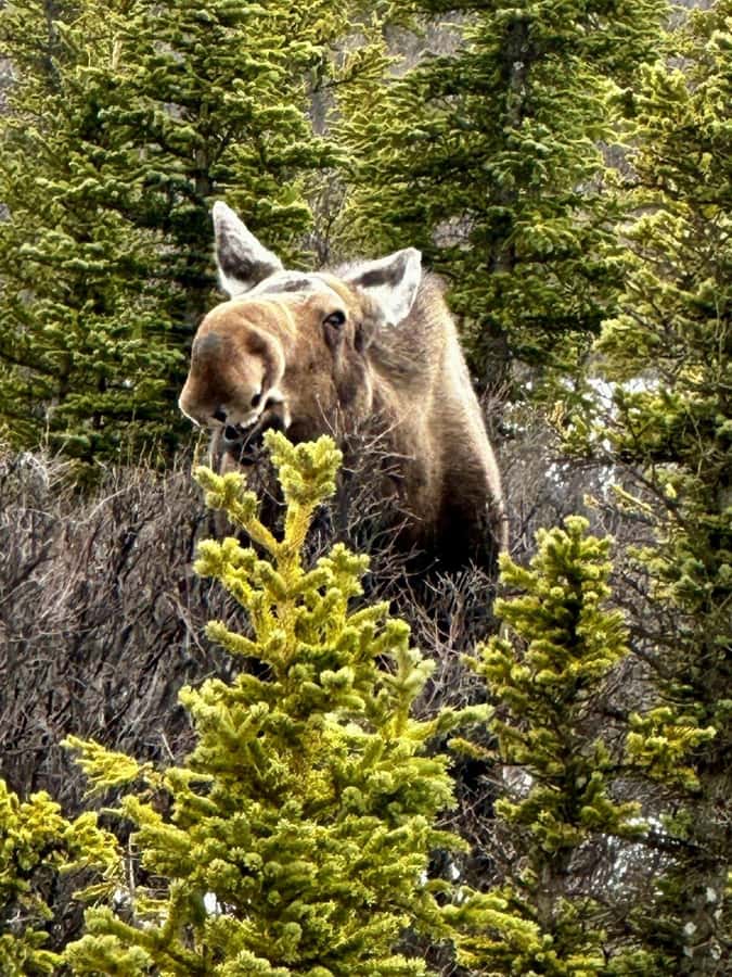 Denali National Park: Full-Day Fairbanks-Denali Adventure - Price and Logistics: Is $499 Actually Good Value?