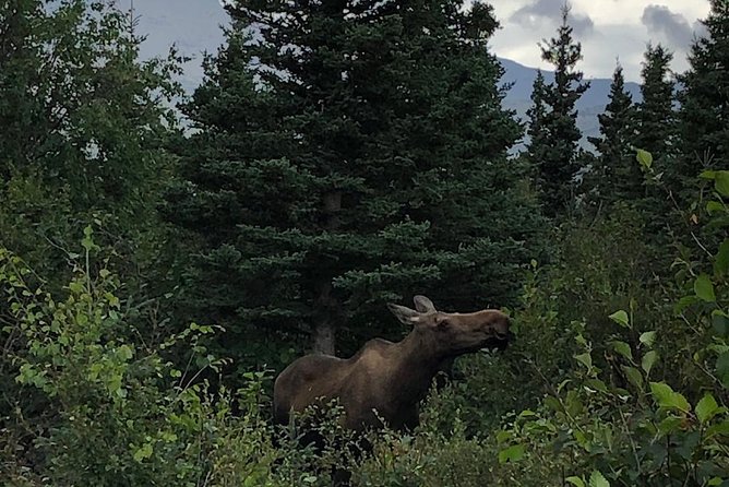 Denali Naturalist Walking Tour - Gear and Clothing: What to Bring (and What You Can Borrow)