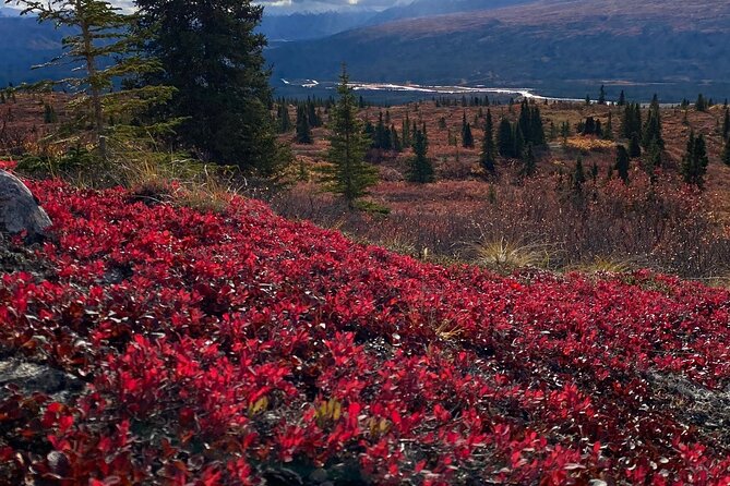 Denali Naturalist Walking Tour - Price and Value: Is $132 Fair for a 3-Hour Narrated Walk?