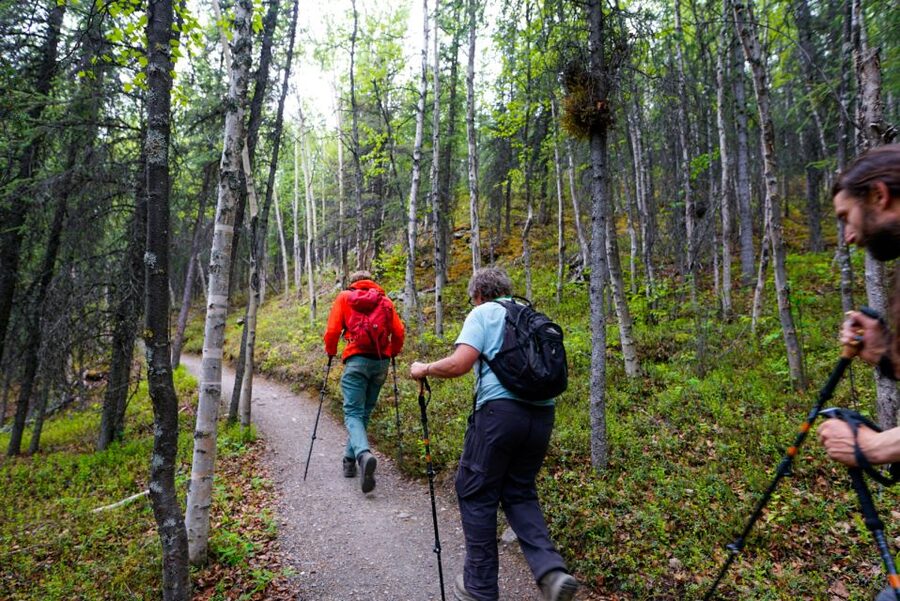 Denali: Naturalist Walking Tour in Denali National Park - Key highlights you’ll notice right away