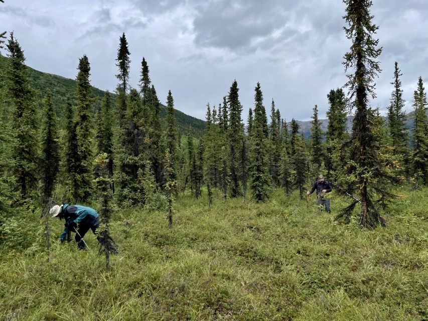 Denali: Naturalist Walking Tour in Denali National Park - Who should book this tour (and who might want a different plan)