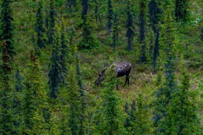 Denali Park Nature Walk (3 Hours) w/Expert Naturalist - What you’ll learn on the trail: plants as the key to Denali