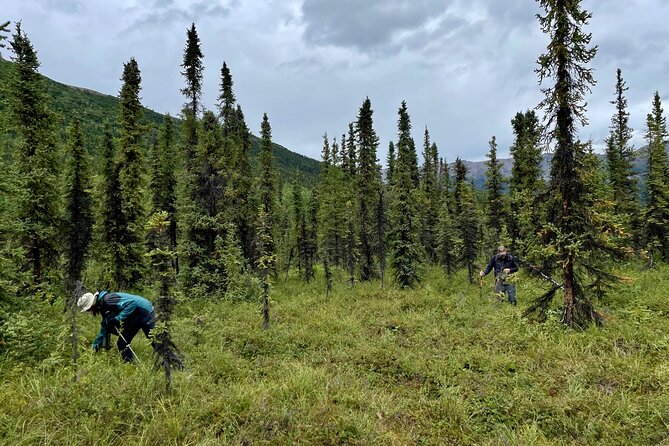 Denali Park Nature Walk (3 Hours) w/Expert Naturalist - Price and value: why $139 can make sense in Denali